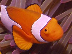 False nemo, Great Barrier Reef. c5060 tetra housing by Joshua Miles 